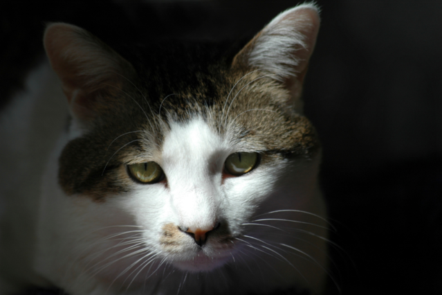 Schockierter Tierschutzverein: Katzen qualvoll gestorben – Vorwürfe gegen Halter